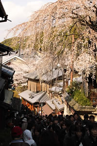 二年坂・三年坂の桜1