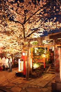 祇園の桜1