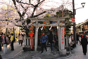 祇園の桜2
