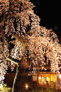 祇園の桜4