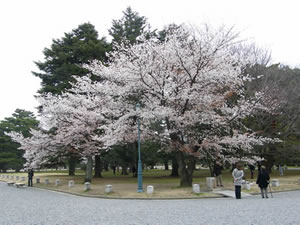 京都御苑の桜1
