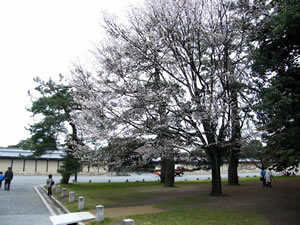 京都御苑の桜2