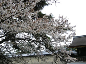 京都御苑の桜3