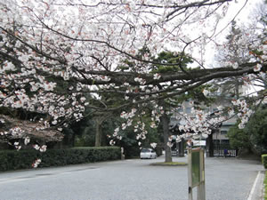 京都御苑の桜4