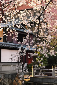 木屋町二条の桜2