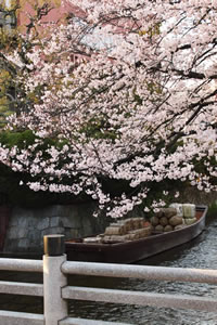 木屋町二条の桜3