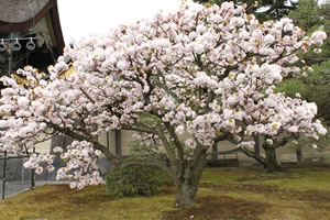 二条城の桜3
