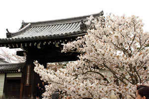 仁和寺の桜2