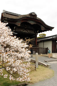 仁和寺の桜3