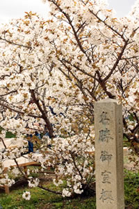 仁和寺の桜4