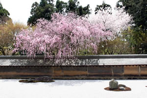 龍安寺の桜1