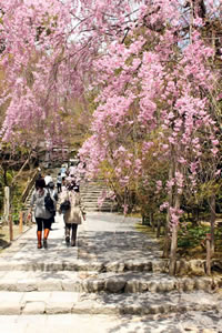 龍安寺の桜2