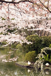 龍安寺の桜3