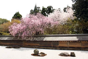 龍安寺の桜4