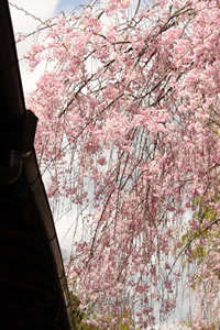 退蔵院の桜2
