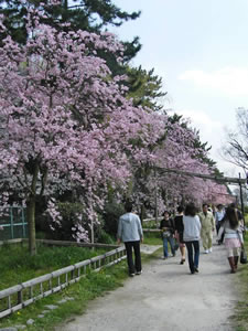半木の道の桜2