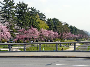 半木の道の桜3