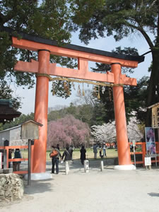 上賀茂神社の桜1