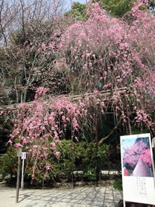 上賀茂神社の桜2
