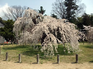 上賀茂神社の桜3