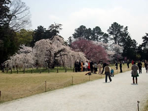 上賀茂神社の桜4
