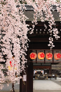 平野神社の桜2