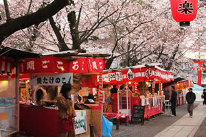 平野神社の桜3