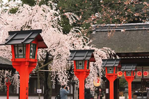 平野神社の桜4