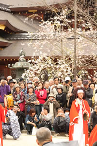 今宮神社の桜1