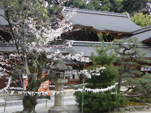 今宮神社の桜2