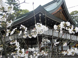 今宮神社の桜3