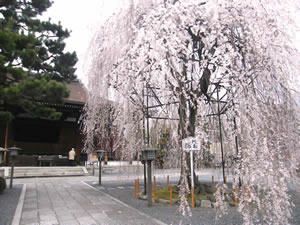 千本釈迦堂の桜1