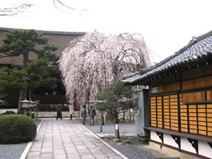 千本釈迦堂の桜2
