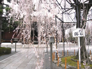 千本釈迦堂の桜3