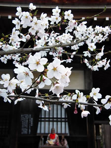 勝持寺の桜1