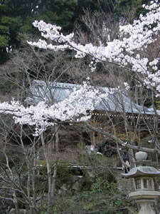 勝持寺の桜2