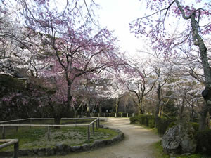 勝持寺の桜3