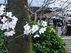 勝持寺の桜4