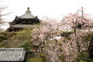 善峯寺の桜2