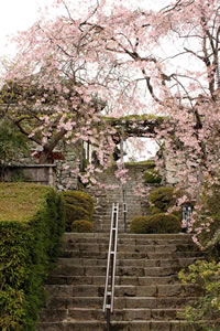 善峯寺の桜3
