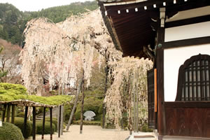 善峯寺の桜4