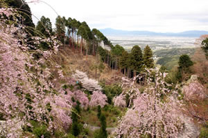 善峯寺の桜5