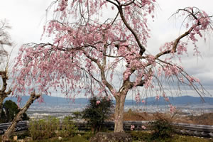 善峯寺の桜6