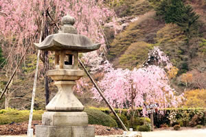 善峯寺の桜7