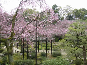 平安神宮の桜3