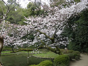 平安神宮の桜4