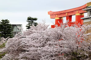 平安神宮の桜5