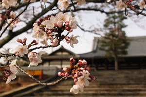 金戒光明寺の桜2