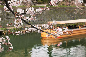 岡崎疏水の桜1