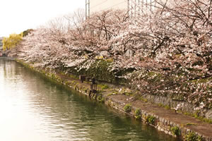 岡崎疏水の桜2